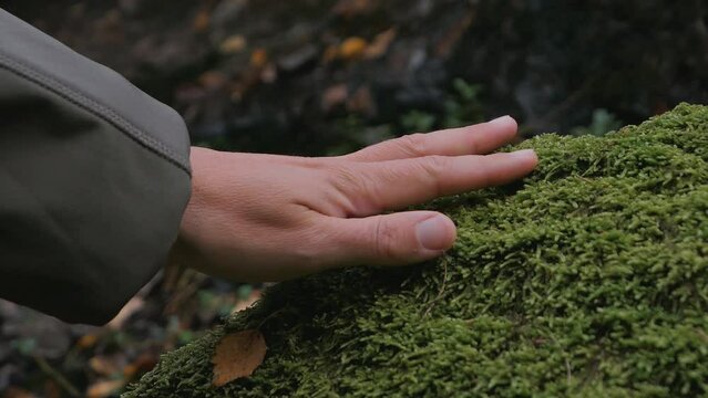 Hand touching green moss close up, carbon handprint concept
