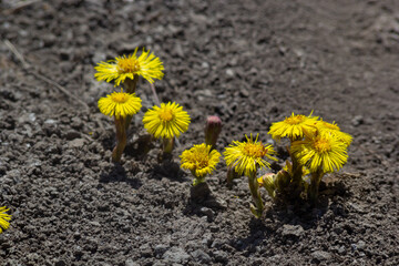 Tussilago farfara, commonly known as coltsfoot is a plant in the groundsel tribe in the daisy family Asteraceae. Flowers of a plant on a spring sunny day - obrazy, fototapety, plakaty