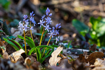 Scilla bifolia, the alpine squill or two-leaf squill, is a herbaceous perennial plant of the family Asparagaceae. Art photo of the early flowering plant Scilla bifolia, the alpine squill