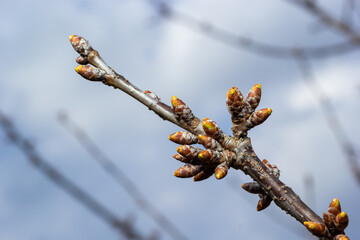 budding buds on a tree branch in early spring macro. Early spring, a twig on a blurred background. The first spring greens