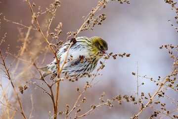 Eurasian siskin on a plant, eating the seeds (Spinus spinus).