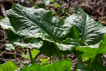 Cuckoopint or Arum maculatum arrow shaped leaf, woodland poisonous plant in family Araceae. arrow shaped leaves. Other names are nakeshead, adder's root, arum, wild arum, arum lily, lords-and-ladies
