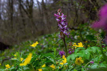 Corydalis. Corydalis solida. Violet flower forest blooming in spring. The first spring flower, purple. Wild corydalis in nature