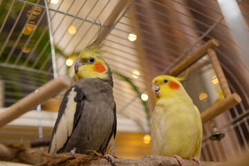 Cockatiel parrots.Funny parrots.Cockatiel pets.Bird with a crest.Cute animal.Funny bird.Cockatiel.Parrots are playing.
Caring for pets.Birds.Animals.Cute cockatiel.Home pet parrot.The best birds.