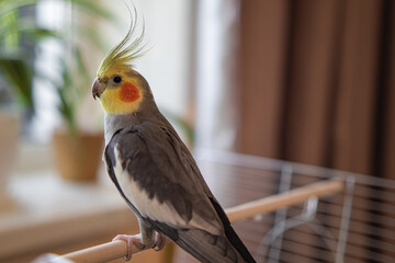 Yellow cockatiel parrot.Cute cockatiel.Home pet parrot.The best cockatiel.Beautiful photo of a bird.Ornithology.Funny parrot.Cockatiel parrot.
Home pet yellow bird.Beautiful feathers.Love for animals