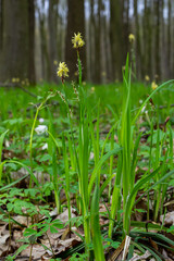 Sedge hairy blossoming in the nature in the spring.Carex pilosa. Cyperaceae Family