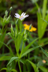Stellaria holostea. delicate forest flowers of the chickweed, Stellaria holostea or Echte Sternmiere. floral background. white flowers on a natural green background. close-up