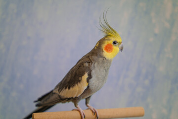 Yellow cockatiel parrot.Cute cockatiel.Home pet parrot.The best cockatiel.Beautiful photo of a bird.Ornithology.Funny parrot.Cockatiel parrot.
Home pet yellow bird.Beautiful feathers.Love for animals