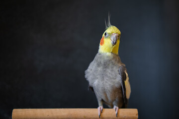 Yellow cockatiel parrot.Cute cockatiel.Home pet parrot.The best cockatiel.Beautiful photo of a bird.Ornithology.Funny parrot.Cockatiel parrot.
Home pet yellow bird.Beautiful feathers.Love for animals