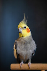 Yellow cockatiel parrot.Cute cockatiel.Home pet parrot.The best cockatiel.Beautiful photo of a...