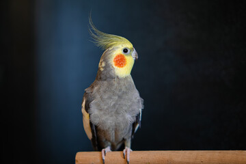 Naklejka premium Yellow cockatiel parrot.Cute cockatiel.Home pet parrot.The best cockatiel.Beautiful photo of a bird.Ornithology.Funny parrot.Cockatiel parrot. Home pet yellow bird.Beautiful feathers.Love for animals