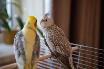 Cockatiel parrots.Funny parrots.Cockatiel pets.Bird with a crest.Cute animal.Funny bird.Cockatiel.Parrots are playing.
Caring for pets.Birds.Animals.Cute cockatiel.Home pet parrot.The best birds.