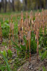 Equisetum arvense, the field horsetail or common horsetail, is an herbaceous perennial plant of the family Equisetaceae. Horsetail plant Equisetum arvense