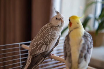 Cockatiel parrots.Funny parrots.Cockatiel pets.Bird with a crest.Cute animal.Funny bird.Cockatiel.Parrots are playing.
Caring for pets.Birds.Animals.Cute cockatiel.Home pet parrot.The best birds.