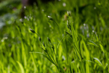 Stellaria holostea. delicate forest flowers of the chickweed, Stellaria holostea or Echte Sternmiere. floral background. white flowers on a natural green background. close-up