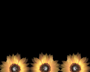 Sunflower in black background; spring concept - 706373829