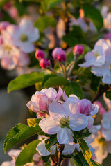 Flower buds, flowers and green young leaves on a branch of a blooming apple tree. Close-up of pink buds and blossoms of an apple tree on a blurred background in spring. Selective focus