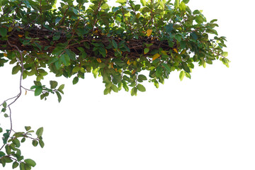 Green  Siamese rough bush, Tooth brush tree leaf on white background, wallpaper There is space for working.