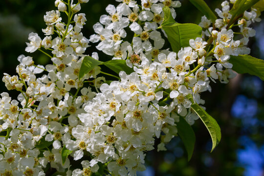 Bird cherry in bloom, spring nature background. White flowers on green branches. Prunus padus, known as hackberry, hagberry, or Mayday tree, is a flowering plant in the rose family Rosaceae