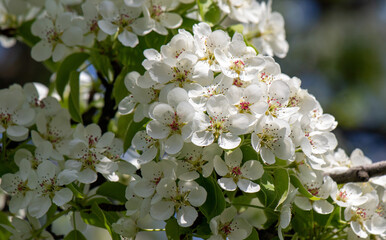 white flowers of fruit trees in spring