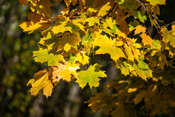 Bright autumn leaves close-up, autumn landscape.