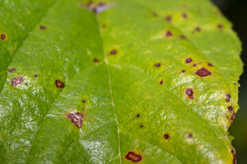 green leaf texture. green leaf details. details of nature. plant details.
