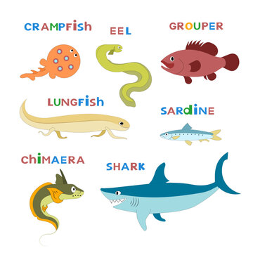 Sea and freshwater fishes set. Vector cartoon color image.