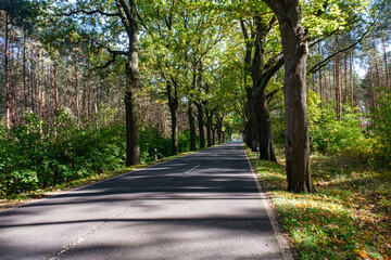 Driving on asphalt road through yellow autumn forest, Germany.