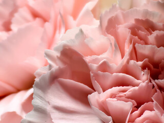 Delicate carnation pink head flower isolated on white background. Beautiful composition for advertising and packaging design in the business. Flat lay, top view