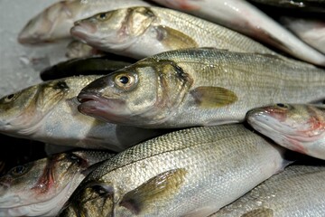 Des petits bars d'élevage sur l'étalage d'une poissonnerie 