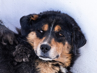Clouse-up shot of a street dog lying on the floor.