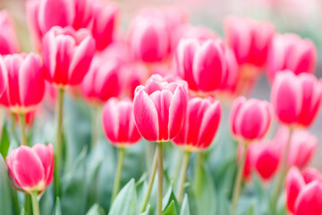 赤いチューリップ のクローズアップ