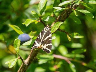 Jersey Tiger Moth Resting on Blackthorn