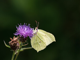 Brimstone Butterfly Feeding on Creeping Thistle