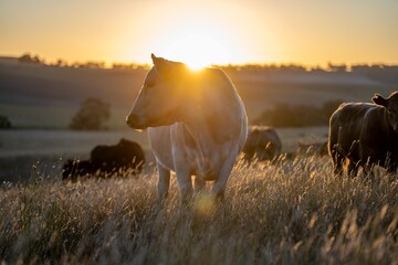 cows in field, grazing on grass and pasture in Australia, on a farming ranch. Cattle eating hay and...