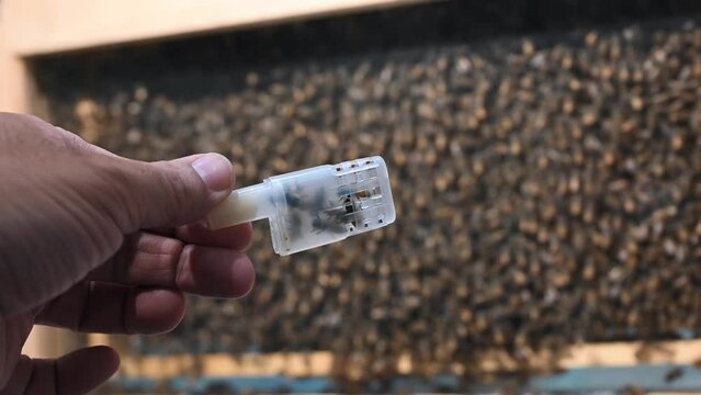 Middle Eastern bees in a container for sale at Dubai's honey festival