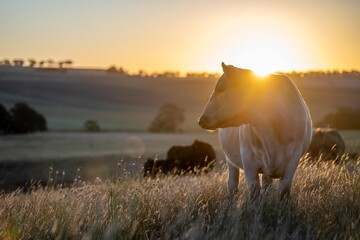 cows in field, grazing on grass and pasture in Australia, on a farming ranch. Cattle eating hay and silage. breeds include speckled park, Murray grey, angus, Brangus, hereford, wagyu, dairy cows. © Phoebe