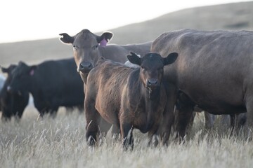 cows in field, grazing on grass and pasture in Australia, on a farming ranch. Cattle eating hay and silage. breeds include speckled park, Murray grey, angus, Brangus, hereford, wagyu, dairy cows.