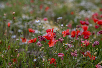 Field of red poppies in bright evening light. Poppies in the field at sunset.