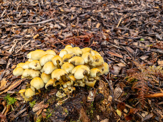 Golden Oyster mushrooms growing wood in County Donegal, Ireland