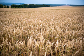 Juicy fresh ears of young green wheat on nature in spring summer field close-up of macro. Green Wheat field blowing in the rural Indian fields. Germany.