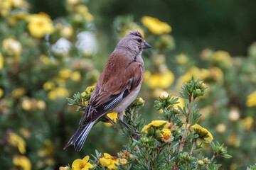 small bird sitting in the tree in summer