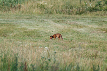 Naklejka na ściany i meble little fox hunting in the field