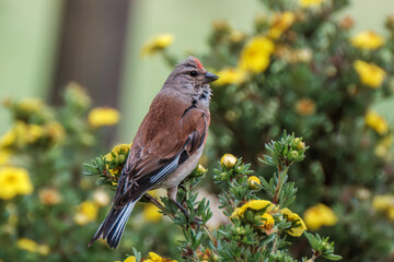 small bird sitting in the tree in summer