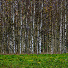dark gloomy late autumn winter forest trees