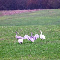 wild geese in the green field