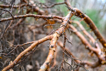 dark gloomy late autumn winter forest trees