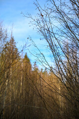 dark gloomy late autumn winter forest trees