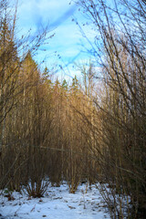 dark gloomy late autumn winter forest trees