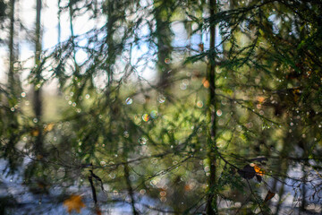 winter solstice blur background with bokeh rings